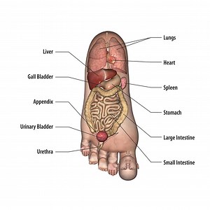 123 reactions · 896 shares | Acupressure points of various organ on foot.... | ACUPRESSURE THERAPY | Facebook