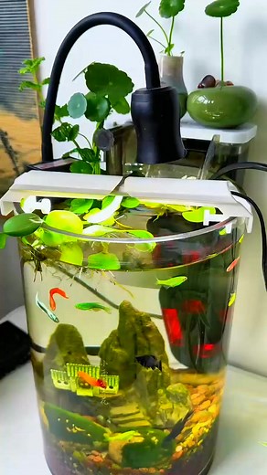 Nature in the fish tank fish farming ornamental fish | POV99