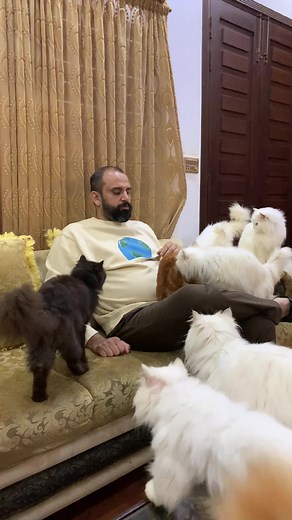 Explore Adorable Cats on The Cats Planet