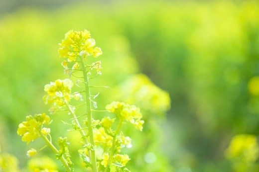 メンデルスゾーン『春の歌』の難易度は？弾き方のポイントも解説♪ | しろくろ猫のおもむくまま