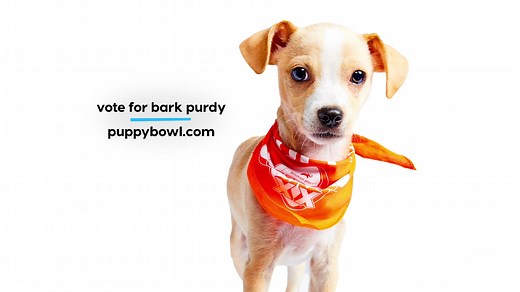 His name is Bark Purdy and he isn't afraid to get his paws dirty 🐾 Vote for this pup in the Pupularity Playoffs here: PuppyBowl.com/Vote Root for him in #PuppyBowl THIS Sunday at 2p ET/11a PT on Animal Planet. | Animal Planet