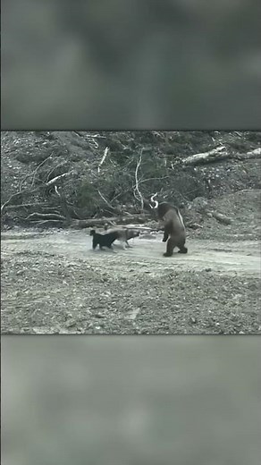 Two Bears vs Two Dogs — Unbelievable Battle!