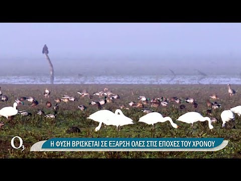 Η λίμνη Κερκίνη στο Forbes ως ένα από τα πέντε φυσικά θαύματα των Βαλκανίων | 01/12/2021 | ΕΡΤ