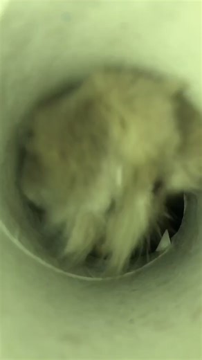 Lisa Scottish Fold Cat Eating ASMR Kibble with Another Cat