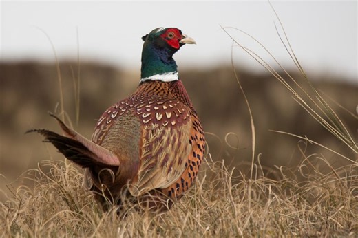 Pennsylvania Game Commission to stock pheasants in waning weeks of hunting season