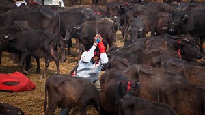 Ritual slaughters thousands of animals