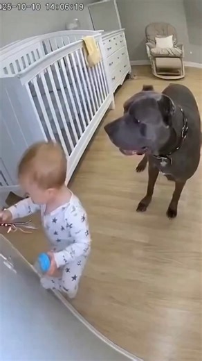 16K views · 105 reactions | "Hero Dog Saves Little Boy from Electric Shock ⚡ | Watch in Comments" | Xia Tricks | Facebook
