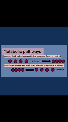 Metabolism 101: Anabolic vs. Catabolic Pathways 🔄 . . . . . . Building up or breaking down? 🏗️ We visualize Metabolic Pathways with a labeled diagram showing how Anabolism uses energy to build molecules while Catabolism breaks them down to release it. . . . . . . #Metabolism #BiologyBasics #Anabolism . . . . . . . Catabolic vs Anabolic, Metabolism explained, Energy transfer, Biology student, Cellular metabolism.