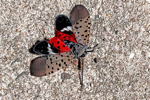 Here’s what to do if you see a spotted lanternfly in Connecticut in 2025