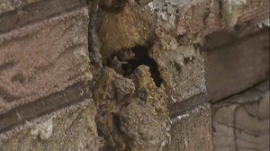Buzz off: Honey bees that infested a woman's home for decades have finally been removed