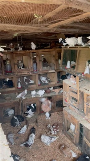 Cheap pigeon loft design #racingpigeon #pigeon #birds #bird