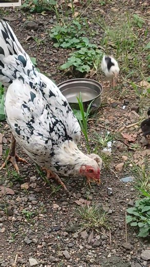 Real Life Pokemon Chickens? 😲