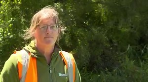 Goat hunter stumbles across four rare kākābeak trees deep in Hawke’s Bay wilderness. According to the Department of Conservation, there’s only around 120 of them left in the wild. | Seven Sharp