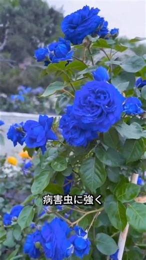 Fill Your Garden With Blue Blooms! The Easy-to-Grow Blue Enchantress Rose