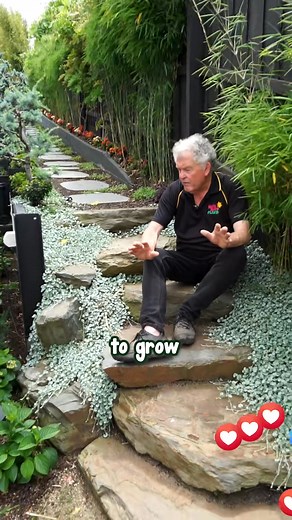 7K reactions · 510 shares | Useful AND beautiful?? Does it get better than that?  Buy Silver Falls Dichondra here: https://www.thetutuguru.com.au/shop/dichondra-argentea-silver-falls/ #hellohelloplants #silverdichondra #nursery #melbourne #plantlovers #plants #groundcover | Hello Hello Plants & Garden Supplies | Facebook