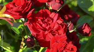 Red roses. Bush in the garden. Rosebud. Summer flower petals. Rose bud in nature. Branch and leaves. Botanical plant. Stock Video
