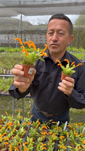 Check out how beautifully this Masdevallia maxilimax is growing! 🌸 It thrives in intermediate conditions and loves the shade. Enjoy its splendor! . . . . . . #masdevalliamaxilimax #masdevallia #orchid #orchids #orchideen #orchidsofinstragram | Ecuagenera Orquideas Del Ecuador