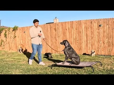 Weimaraner "Blue" Getting Comfortable With Other Dogs