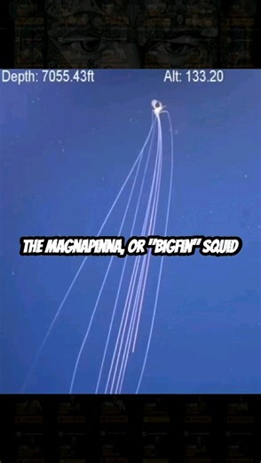 12K views · 7 comments | The Magnapinna, or "bigfin" squid, is a...