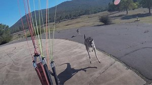 Kangaroo Punches Paraglider On Landing (Hilarious Video)