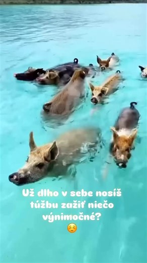 Gent4Rent je služba pre ženy, ktoré nechcú ďalšieho pasívneho chlapa pri stole, ale živý zážitok. Som sprievodca, mentor a partner do situácií, kde potrebuješ istotu, charizmu a mužskú energiu, ktorá ťa podrží aj nakopne. Od spoločenských udalostí, dovoleniek a športu až po hlbšie osobné rozhovory či transformačné pobyty. Nie som herec, nehrám rolu — prichádzam taký, aký som, a prinášam ti presne to, čo ti v danej chvíli chýba: pozornosť, prítomnosť, vedenie, ľahkosť a bezpečný priestor, kde môž