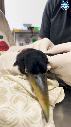 Meet Terry the tucancillo (collared aracari). He came into our rescue center in Costa Rica with a painful abscess on his wing. Our dedicated team worked tirelessly to help him, but sadly, he did not make it through the night. 😔💔 This is the harsh reality of wildlife conservation. Some days are incredibly sad, and it can feel overwhelming. But every effort we make is driven by our commitment to give these animals the best chance possible. We receive hundreds of injured animals each year, and we