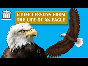 6 Life Lessons from the Life of an Eagle | Eagle Motivational Video