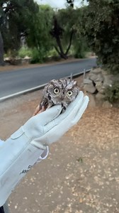 2.1K views · 955 reactions | After 154 days in our care, western screech-owl patient #24-208 has made a remarkable recovery! Found in the middle of the street, likely after being hit by a car, the owl was admitted with a very poor prognosis. Against the odds, she healed and was released back to the wild last week! 黎 #WildlifeRehab #WesternScreechOwl #megascopskennicottii #BackToTheWild #RaptorRecovery #OjaiRaptorCenter | The Ojai Raptor Center | Facebook