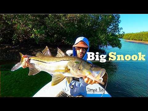 BIG Fish in Upper Tampa Bay, Mobbly Bayou