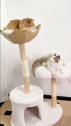 Bingopaw solid wood cat tree for multicul cat family! 2 platform and one tree hole!
