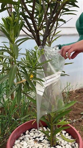 Smart watering hack you need to try today