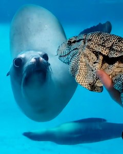 10M views · 18 reactions | What....is....THAT???? These animals can't look away as zoo closures give them the opportunity to meet other species for the first time. 力黎 | Suburban Milwaukee Now | Facebook