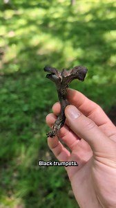 @mnforager has helped me check two mushrooms off my bucket list. Several years ago, he guided me to my first chicken of the woods and last week he helped me find my first black trumpets! We had an amazing day picking lots of chanterelles, but these were even more exciting! My cousin @dances_with_chickens and his dog Chili spotted the first one and then we found a handful more. Just enough for a taste! They were excellent! | Forage Colorado