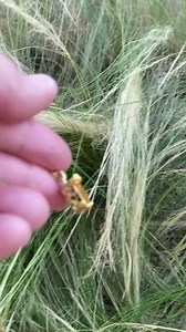 20ct Yellow Topaz Pendant Necklace: 18K Gold Filled November Birthstone - Etsy