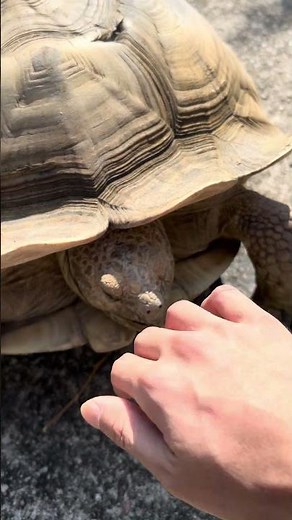 🐢【快、狠、準！】蘇卡達象龜示範咩叫真正嘅一啖清」！#蘇卡達象龜 #SulcataTortoise #龜龜吃播 #豪邁食相 #陸龜日常