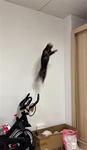 cat epic fails 😹😹#shorts