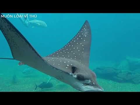 CÁ CHIM ĐẠI BÀNG-cận cảnh biệt đội "bay" dưới nước.