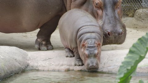 Sink or swim — this hippo calf is learning life’s basics alongside mom