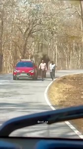 Rescatando un Elefante Enojado 🐘😮‍💨👀 #animacion #elefantes #africa #animales #heroes | El Biologo X