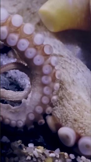 Octopus Camouflage: Amazing Ocean Life You Won't Believe!