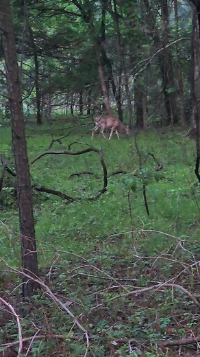 Bambi having breakfast | Buddy Green