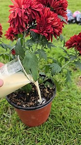 Discover how to turn agricultural lime into a liquid calcium fertilizer for your plants using just lemon juice. When lime reacts with lemon, it fizzes and releases carbon dioxide, leaving a white paste that, after resting, becomes a liquid rich in calcium. Dilute in water and apply directly to the base and leaves of your crops to strengthen them naturally. #AgricultureTips #CalciumForPlants #Fertilizer #OrganicGardening #HomeGardening | Let’s Gardening