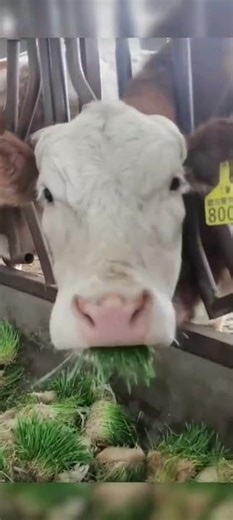High-Efficiency Cattle Feeding: Hydroponic Green Feed for Dairy Cows