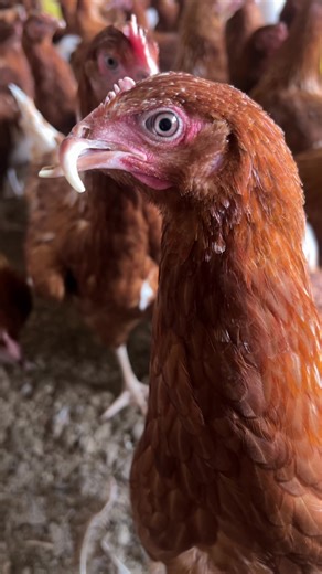 Funny Egg Moments in Poultry Farming