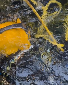 Divers Institute of Technology on Reels