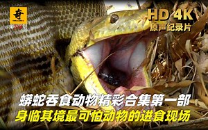 高清原声纪录片，蟒蛇吞食动物精彩合集第一部，身临其境最可怕动物的进食现场！