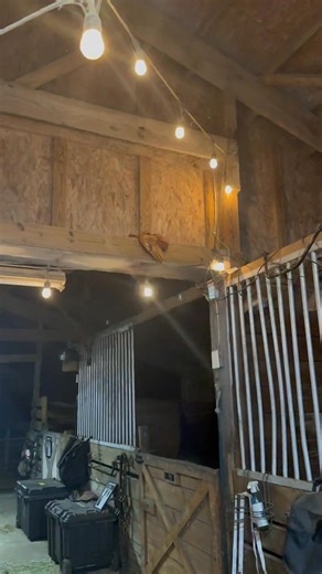 Ur crazy hen in the rafter. Her name is buffoon. We called her that, because she will not sleep in the coop and most of our chickens that decide they don’t want to sleep in the coop – end up, getting eaten pretty quickly. Buffoon has managed to survive longer than most. She’s a little on the goofy side. | Spring Acres