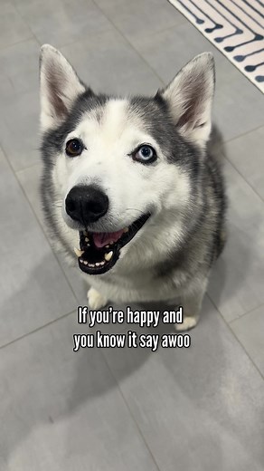 Happy Huskies Howling to 'If You're Happy'