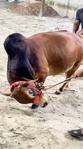 Punganur Bull, Smallest & Shortage Cow Breed Playing with Sand || #bulls #cattle #farming #cows #bangladesh #cattlevideo #biggestbulls #fbreels #viralreels #viralvideoシ #fypシ゚viralシ2024fyp #fypシ゚viralシ #mini #cow #art #baby #small #Punganur #fypシ゚ #videography #photographer #reelsfb #fyp #viralreelsシ #trending #ad #AI #viral #sapi #sapipo #sapijumbo | Biggest Cow in Bangladesh