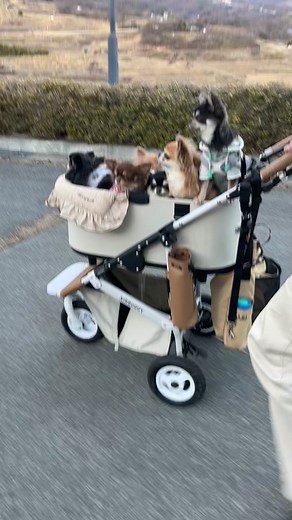 エアバギーDOMEでのチワワの楽しい旅